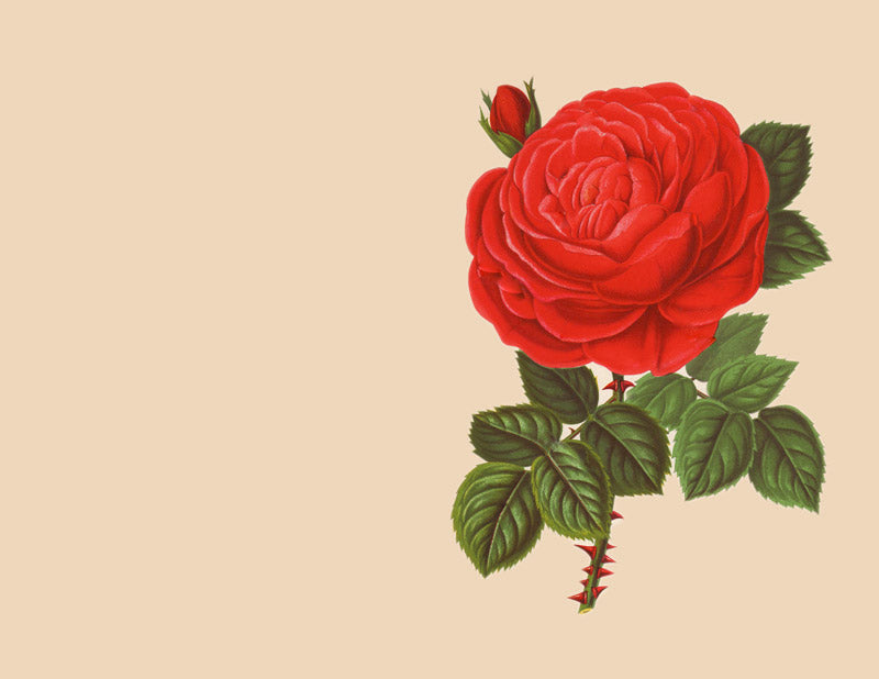 Introducing the Rose Attar Candle by CARRON and Maison Balzac - A Unique Scent Experience in a Chic White Ceramic Container